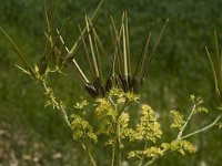 Scandix pecten-veneris ssp pecten-veneris 1, Naaldenkervel, Saxifraga-Marijke Verhagen
