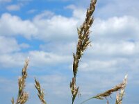 Schedonorus arundinaceus 13, Rietzwenkgras, Saxifraga-Ed Stikvoort
