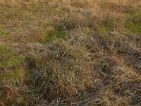 Scheuchzeria palustris 14, Veenbloembies, Saxifraga-Hans Boll