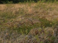 Scheuchzeria palustris 15, Veenbloembies, Saxifraga-Hans Boll
