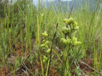 Scheuchzeria palustris 2, Veenbloembies, Saxifraga-Rob Felix : Plantae, Plants, planten