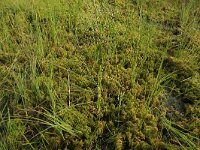 Scheuchzeria palustris 20, Veenbloembies, Saxifraga-Hans Boll