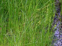 Scheuchzeria palustris 21, Veenbloembies, Saxifraga-Hans Grotenhuis