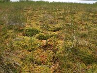 Scheuchzeria palustris 22, Veenbloembies, Saxifraga-Hans Boll