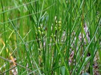 Scheuchzeria palustris 22, Veenbloembies, Saxifraga-Hans Grotenhuis