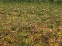 Scheuchzeria palustris 23, Veenbloembies, Saxifraga-Hans Boll