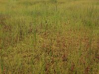 Scheuchzeria palustris 24, Veenbloembies, Saxifraga-Hans Boll