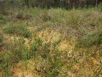 Scheuchzeria palustris 26, Veenbloembies, Saxifraga-Hans Boll