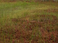 Scheuchzeria palustris 34, Veenbloembies, Saxifraga-Hans Boll