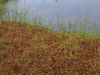Scheuchzeria palustris 38, Veenbloembies, Saxifraga-Hans Boll