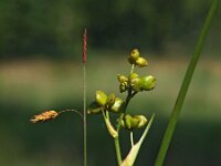 Scheuchzeria palustris 4, Veenbloembies, Saxifraga-Hans Dekker