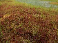 Scheuchzeria palustris 41, Veenbloembies, Saxifraga-Hans Boll