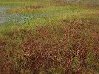 Scheuchzeria palustris 43, Veenbloembies, Saxifraga-Hans Boll