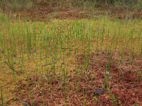 Scheuchzeria palustris 45, Veenbloembies, Saxifraga-Hans Boll