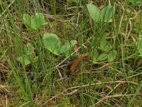 Scheuchzeria palustris 46, Veenbloembies, Saxifraga-Hans Boll