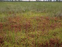 Scheuchzeria palustris 47, Veenbloembies, Saxifraga-Hans Boll