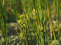 Scheuchzeria palustris 48, Veenbloembies, Saxifraga-Hans Dekker