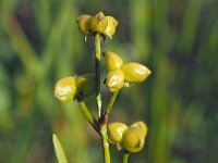 Scheuchzeria palustris 49, Veenbloembies, Saxifraga-Hans Dekker