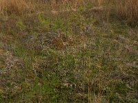 Scheuchzeria palustris 5, Veenbloembies, Saxifraga-Hans Boll