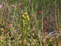 Scheuchzeria palustris 50, Veenbloembies, Saxifraga-Hans Dekker