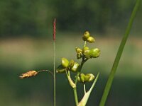 Scheuchzeria palustris 51, Veenbloembies, Saxifraga-Hans Dekker