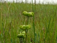 Scheuchzeria palustris 53, Veenbloembies, Saxifraga-Hans Grotenhuis