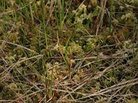 Scheuchzeria palustris 6, Veenbloembies, Saxifraga-Hans Boll