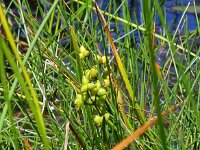 Scheuchzeria palustris 61, Veenbloembies, Saxifraga-Hans Grotenhuis