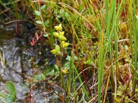 Scheuchzeria palustris 62, Veenbloembies, Saxifraga-Hans Grotenhuis