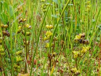 Scheuchzeria palustris 64, Veenbloembies, Saxifraga-Hans Grotenhuis