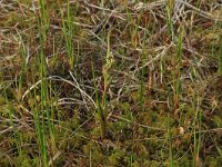 Scheuchzeria palustris 7, Veenbloembies, Saxifraga-Hans Boll