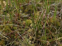 Scheuchzeria palustris 8, Veenbloembies, Saxifraga-Hans Boll