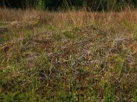 Scheuchzeria palustris 9, Veenbloembies, Saxifraga-Hans Boll