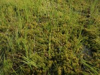 Scheuchzeria palustris 20, Veenbloembies, Saxifraga-Hans Boll