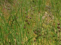 Scheuchzeria palustris 30, Veenbloembies, Saxifraga-Hans Boll