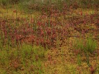 Scheuchzeria palustris 36, Veenbloembies, Saxifraga-Hans Boll