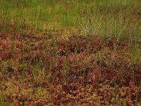 Scheuchzeria palustris 37, Veenbloembies, Saxifraga-Hans Boll