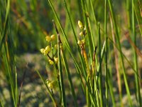 Scheuchzeria palustris 48, Veenbloembies, Saxifraga-Hans Dekker