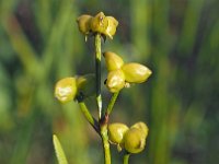 Scheuchzeria palustris 49, Veenbloembies, Saxifraga-Hans Dekker