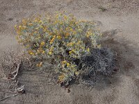 Schizogyne sericea 10, Saxifraga-Ed Stikvoort