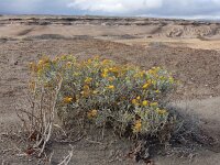Schizogyne sericea 11, Saxifraga-Ed Stikvoort