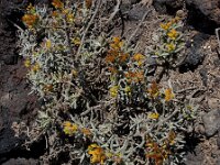 Schizogyne sericea 12, Saxifraga-Ed Stikvoort