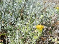 Schizogyne sericea 13, Saxifraga-Rutger Barendse