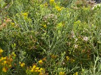 Schizogyne sericea 14, Saxifraga-Hans Grotenhuis