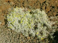 Schizogyne sericea 16, Saxifraga-Hans Grotenhuis