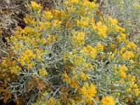 Schizogyne sericea 2, Saxifraga-Ed Stikvoort