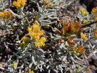 Schizogyne sericea 3, Saxifraga-Ed Stikvoort