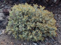 Schizogyne sericea 4, Saxifraga-Ed Stikvoort