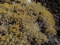 Schizogyne sericea 5, Saxifraga-Ed Stikvoort