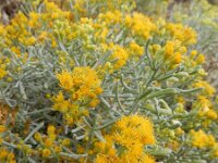 Schizogyne sericea 6, Saxifraga-Ed Stikvoort